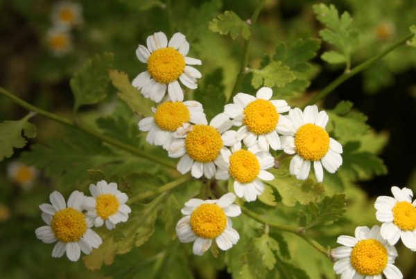 Feverfew - Roman chamomile