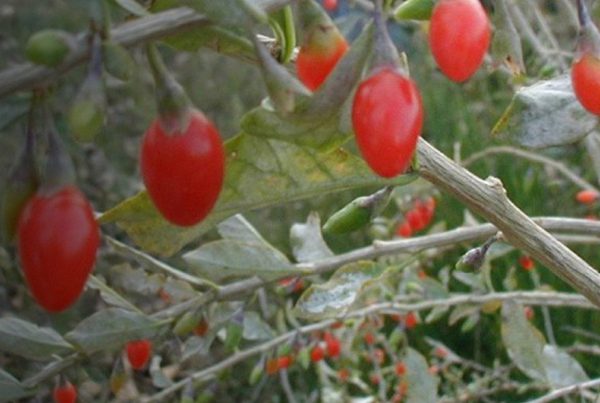 Matrimony vine - Lycium chinense