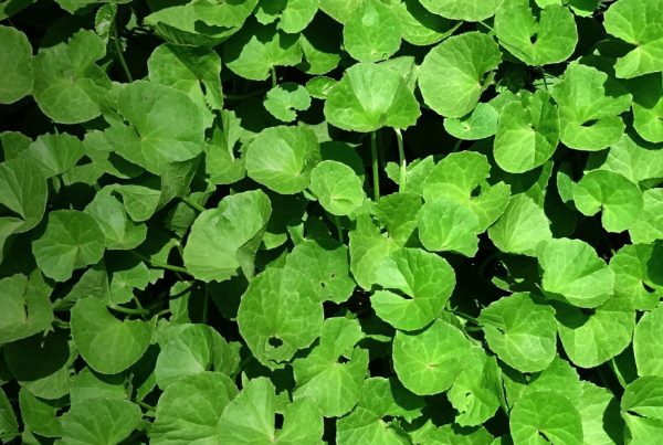 Centella asiatica - Herb