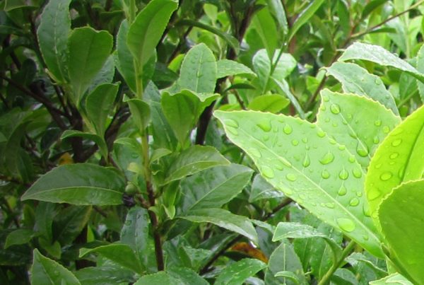 Green tea - Happy Herb Shop