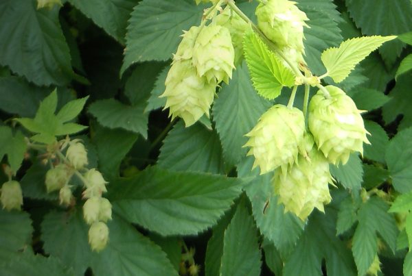 Common hop - Humulus japonicus