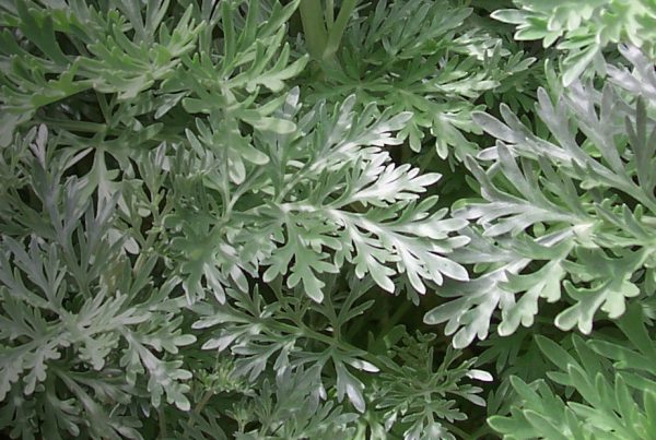 Mugwort - Common wormwood