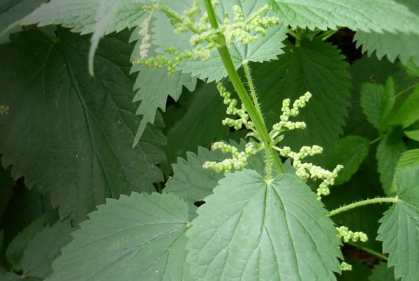 Common Nettle - Common Nettle