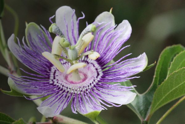 Purple passionflower - Flowering plant