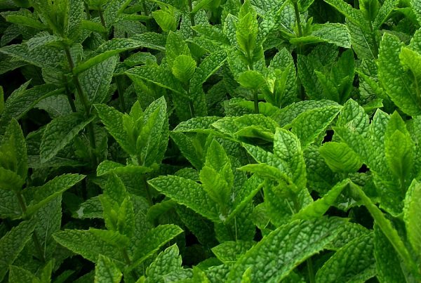 Peppermint - Herb