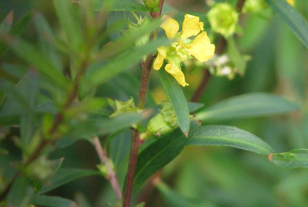 Leaf - Plant stem