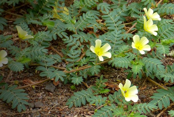 Bindii - Herb