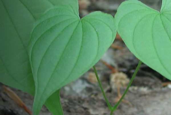 Wild Yam - Leaf