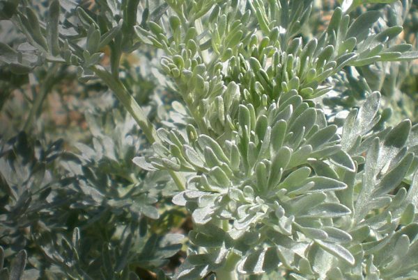 Common wormwood - Herb