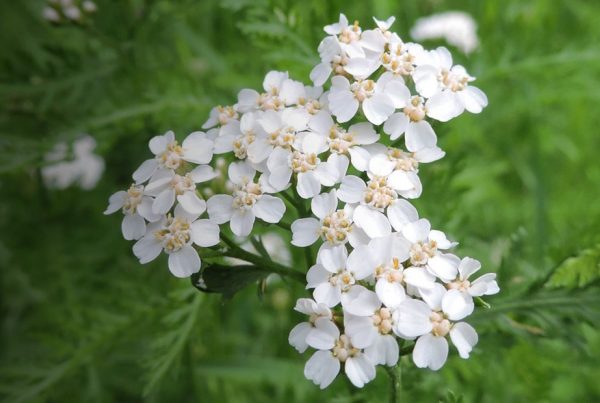 Yarrow - Flowering plant