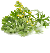 Common wormwood - Health