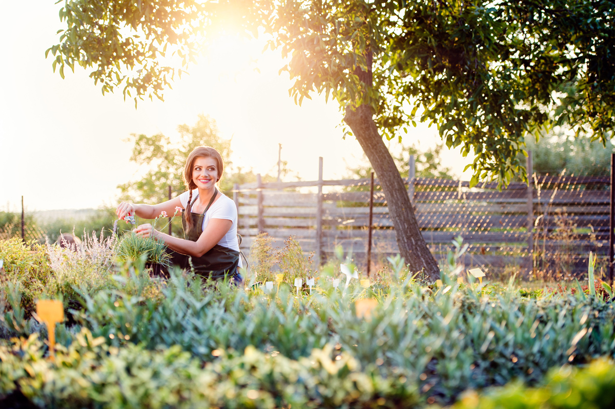 Gardening - Garden