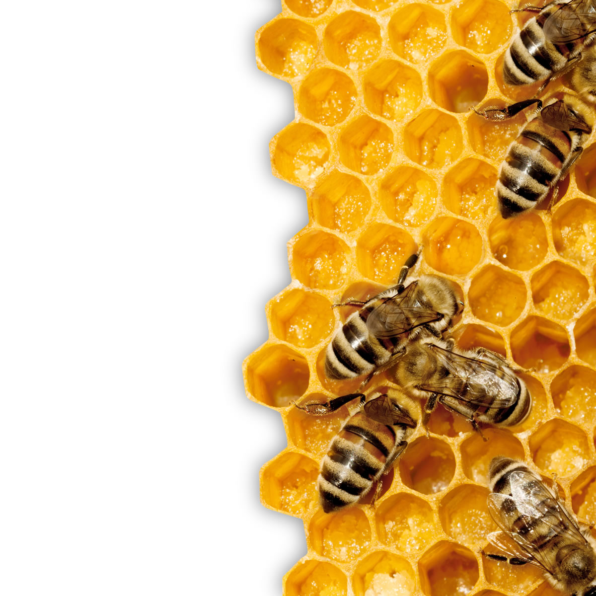 10 Reasons We Love Propolis