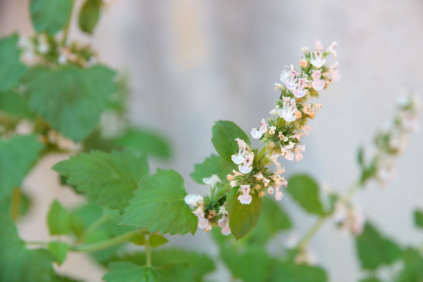 Catnip: Not Just For Cats!