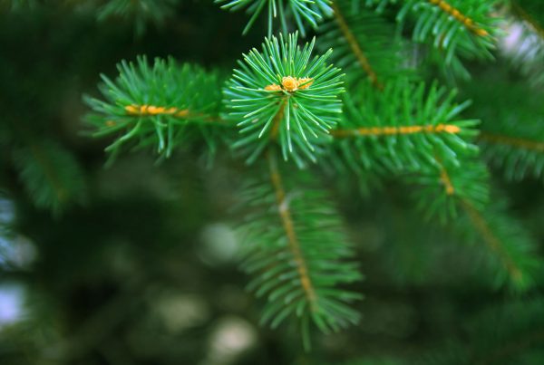 Herbs for the Holidays - Evergreen