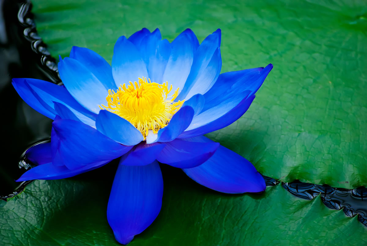 Lotus or Lily?