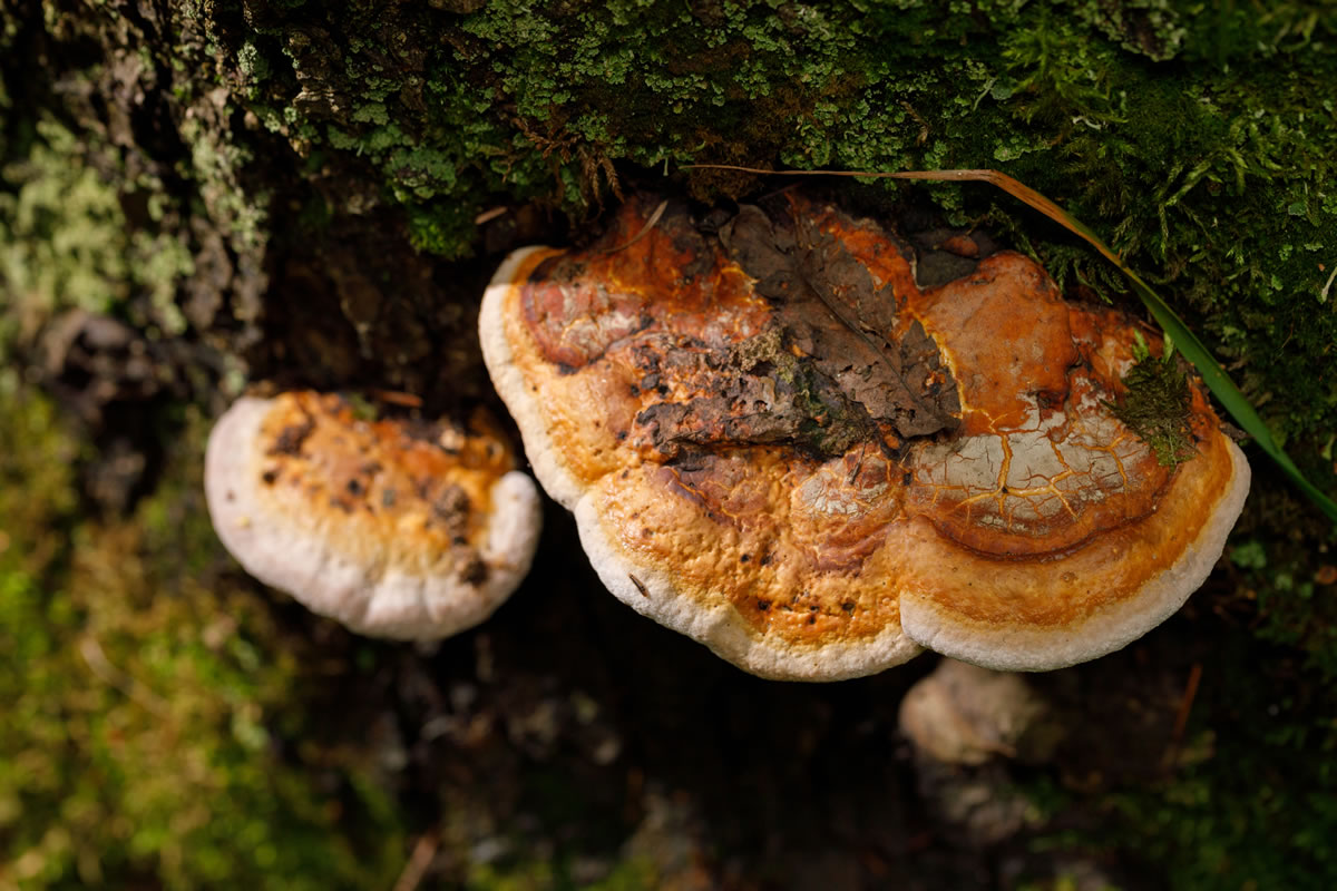 Medicinal Mushrooms for Superior Health