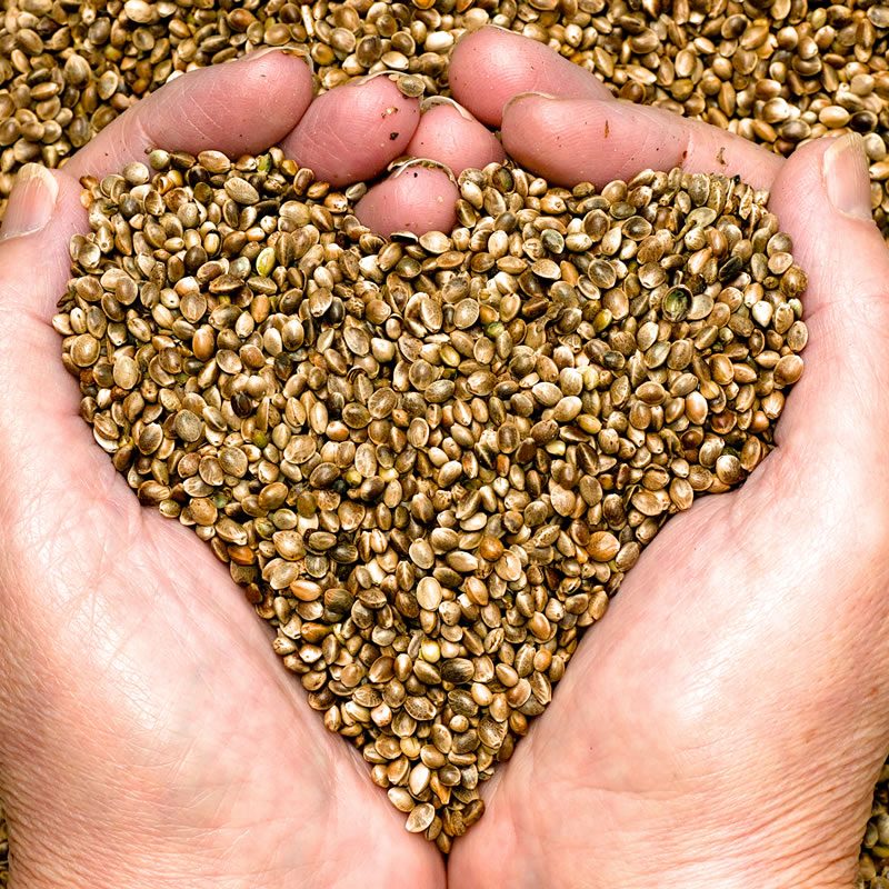 Hemp oil - Hemp protein