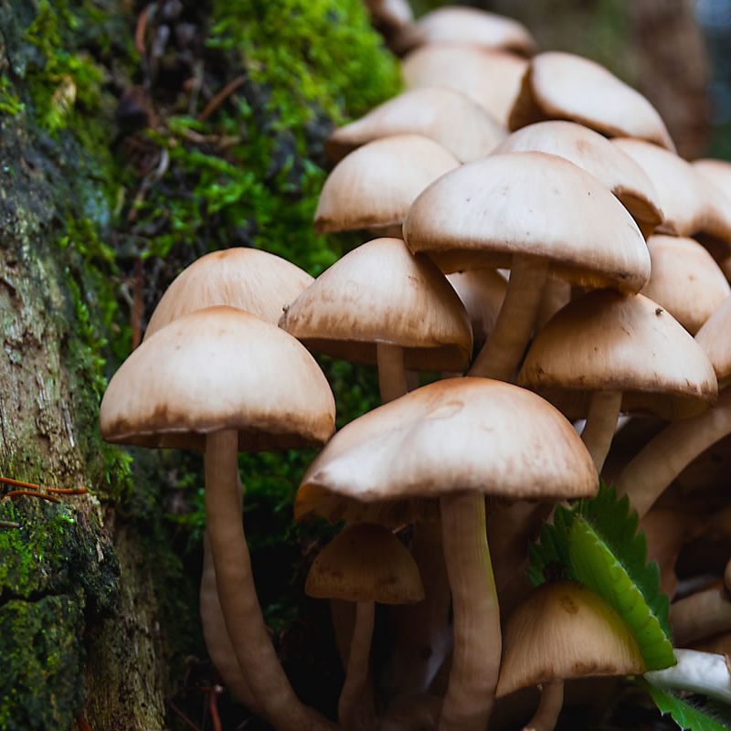 Mushroom - Fly agaric