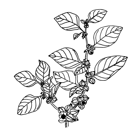 Ashwagandha - Drawing