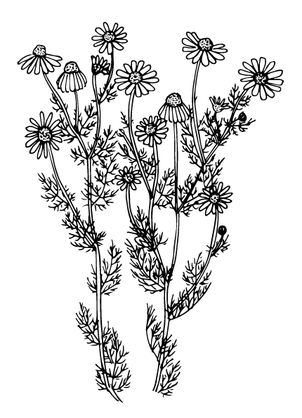 Ilex guayusa - Chamomile