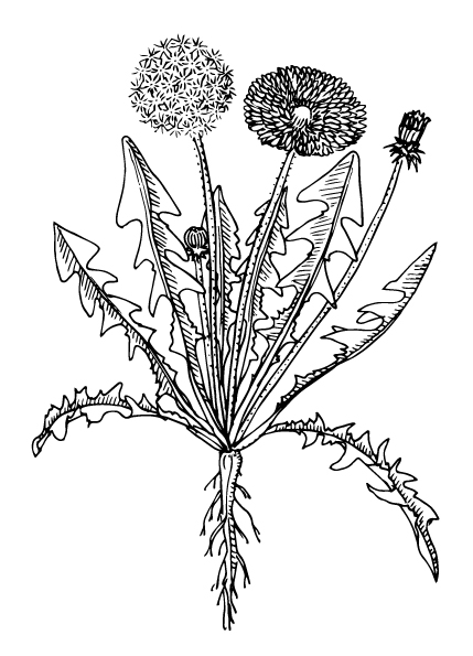 Dandelion - Root