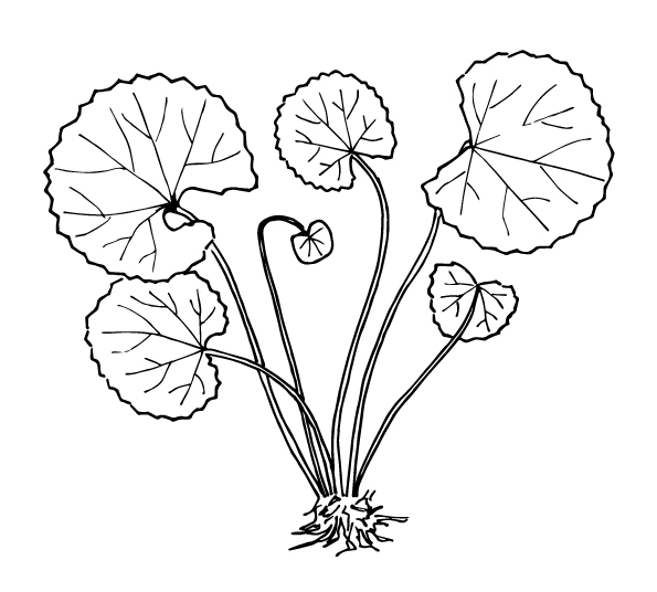 Line art - Centella asiatica