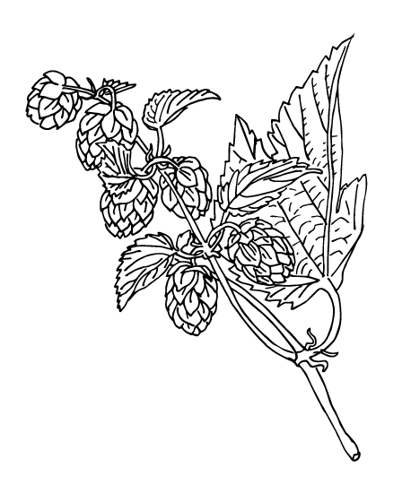 Hops plant