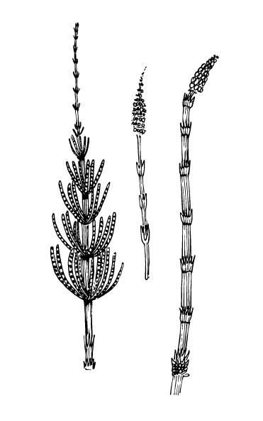 horsetail