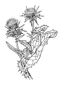 Milk thistle - Flowering plant