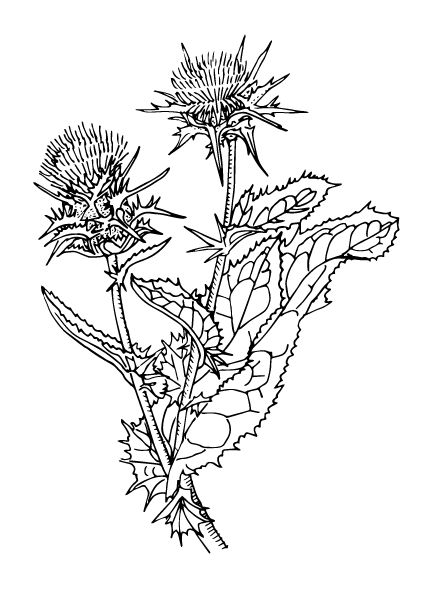 Milk thistle - Flowering plant