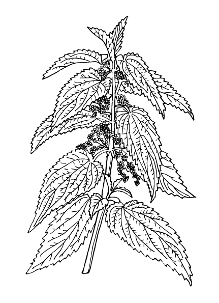 Common Nettle - Flowering plant