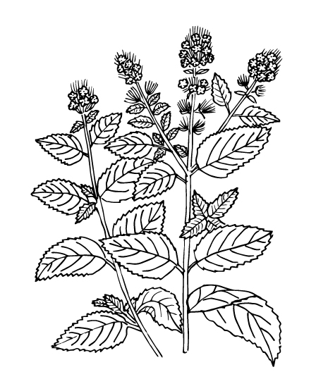 Peppermint - Flowering plant