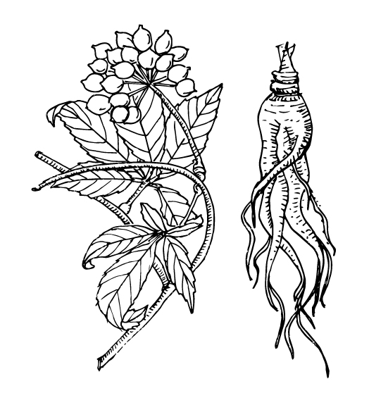 Flowering plant - Siberian Ginseng