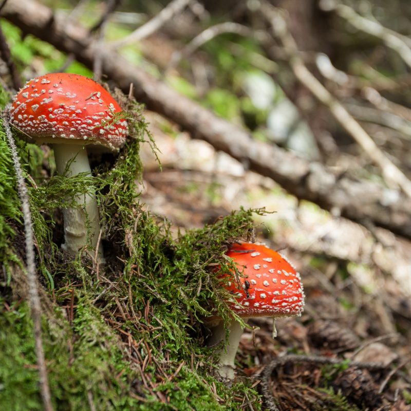 amanita mushroom, holidays