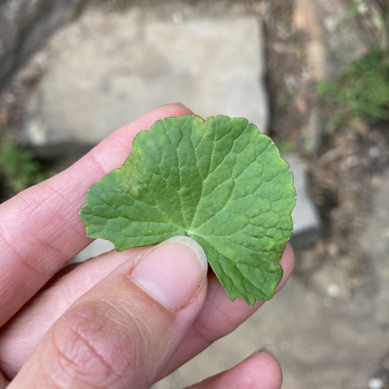 happy herbalist holds gingko leaf