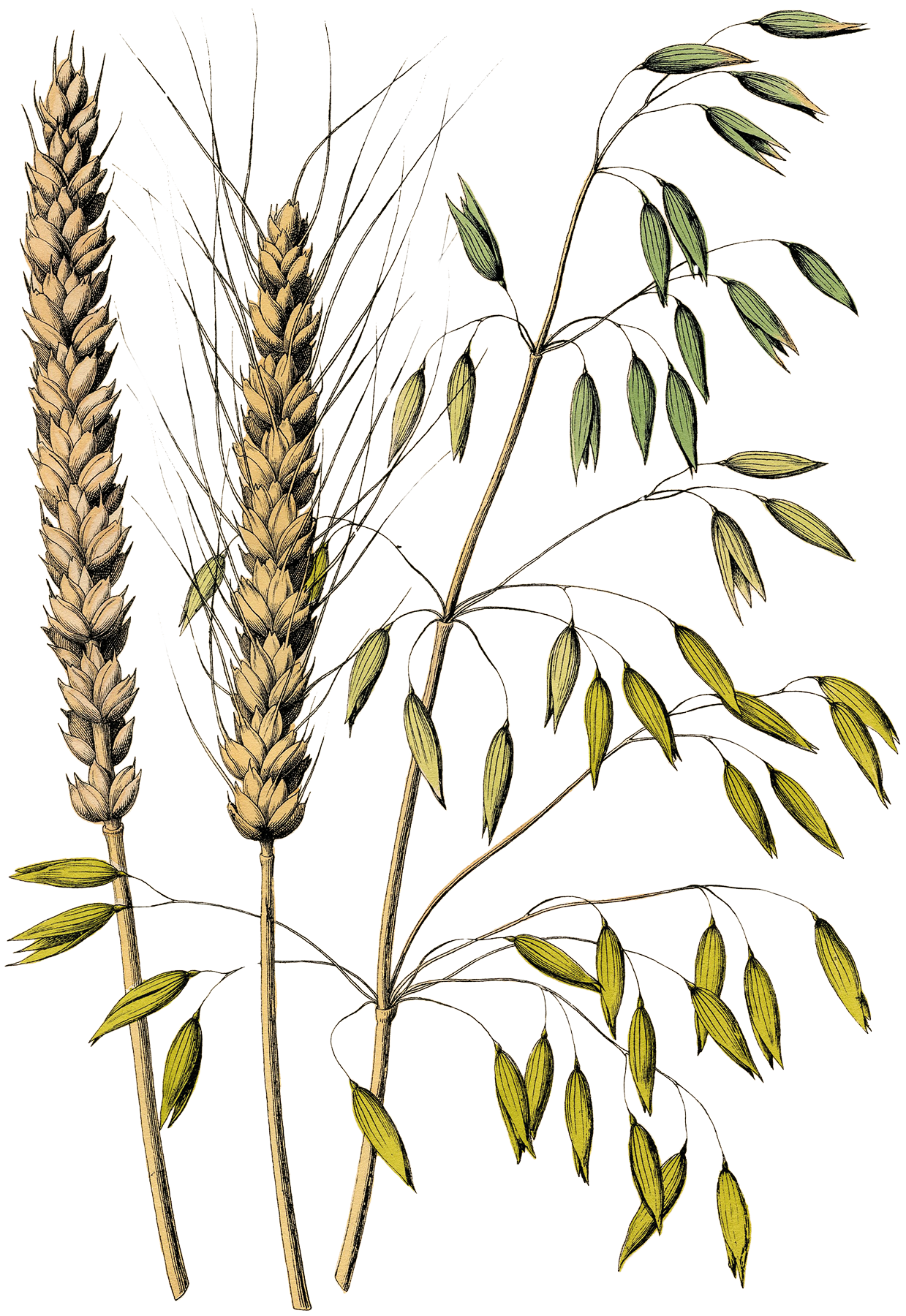 Oat Straw botanical drawing