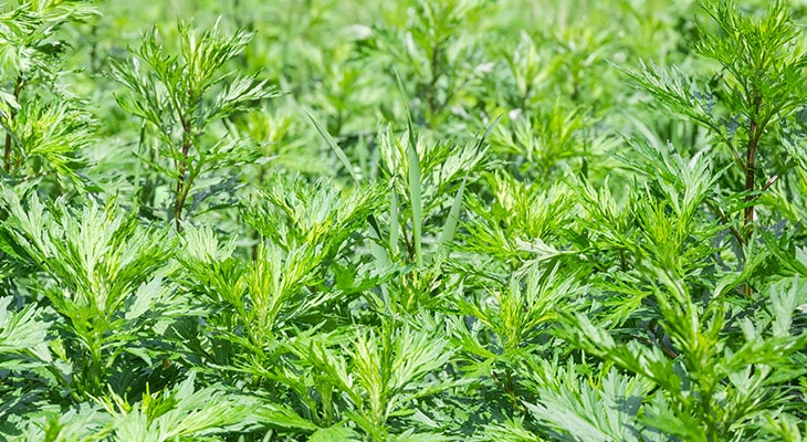 mugwort, mugwort plant, mugwort herb, mugwort leaf