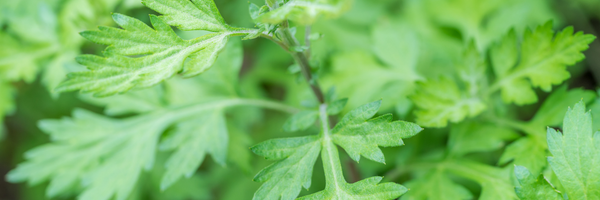 mugwort herbalism