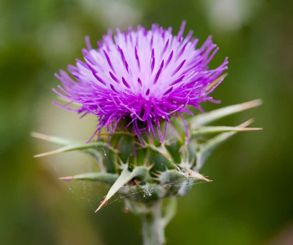 milk thistle the liver loving herb