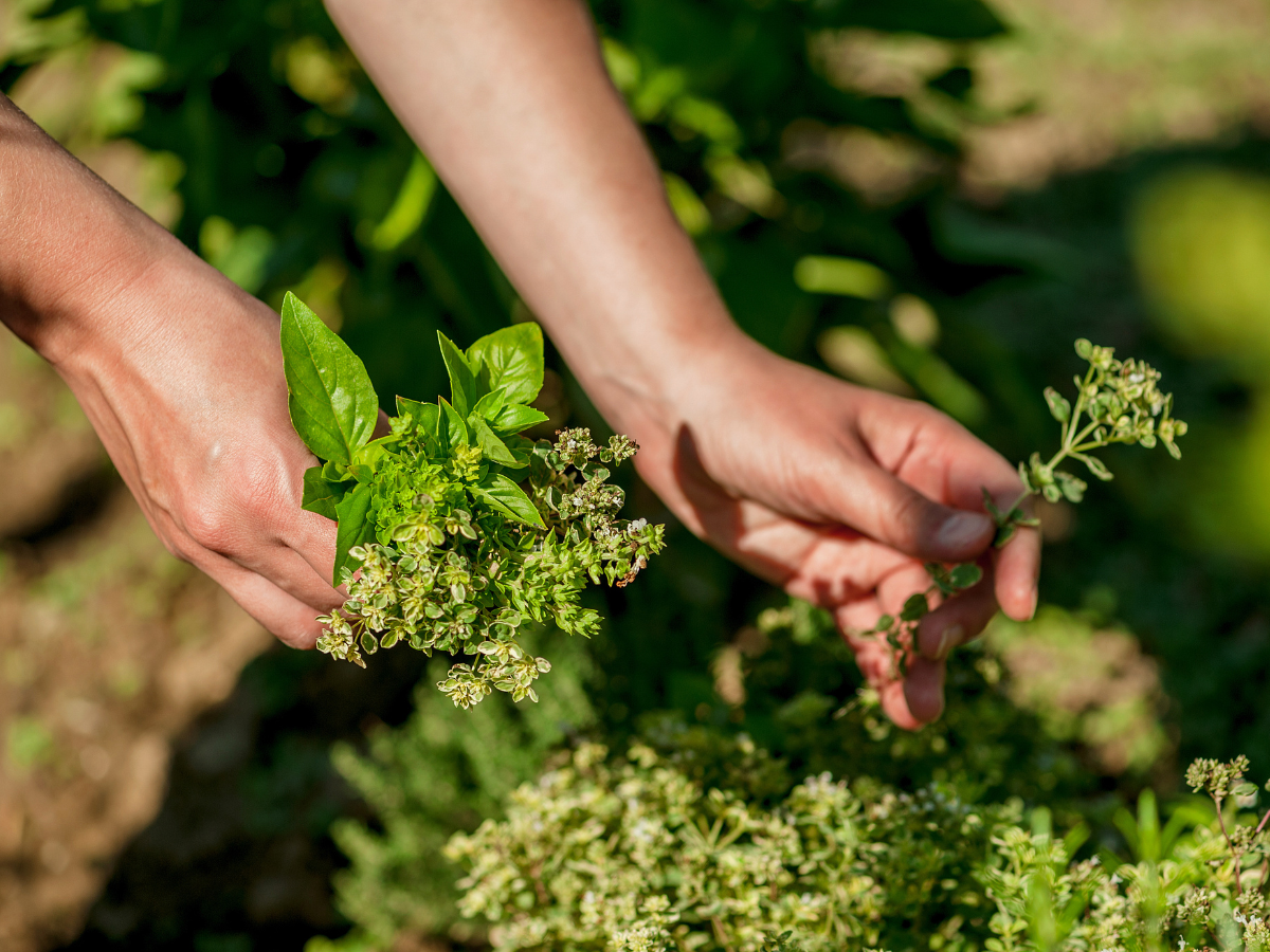 harvesting homegrown herbs from the outdoor herb garden