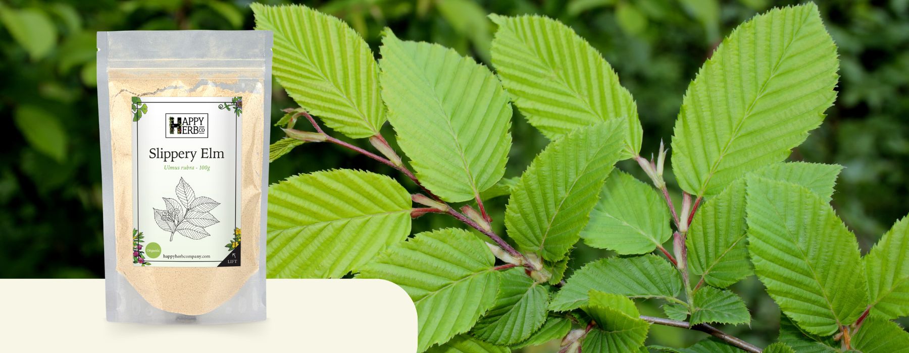 Bag of slippery elm in front of slippery elm (Ulmus rubra) leaves