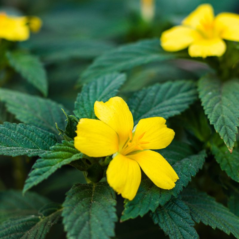 damiana leaves and flowers